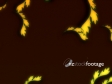 Autumn F8 657